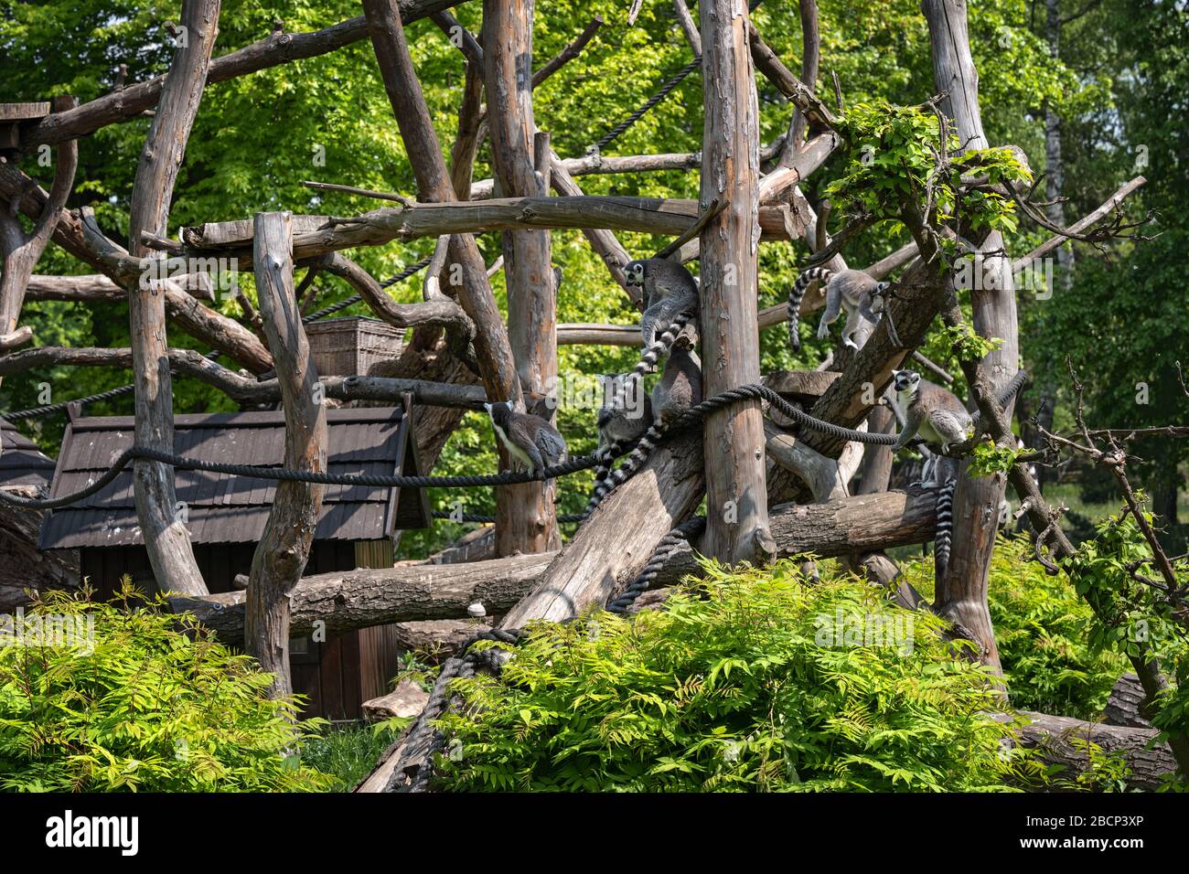 Gruppe der Ringschweinlemuren (Lemur catta) im Zoologischen Garten Warschau in Warschau, Polen Stockfoto