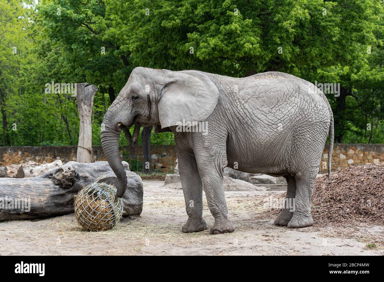 Afrikanischer Busch-Elefant (Loxodonta africana L.A. knochenhaueri), der im Zoologischen Garten in Warschau, Polen, isst Stockfoto