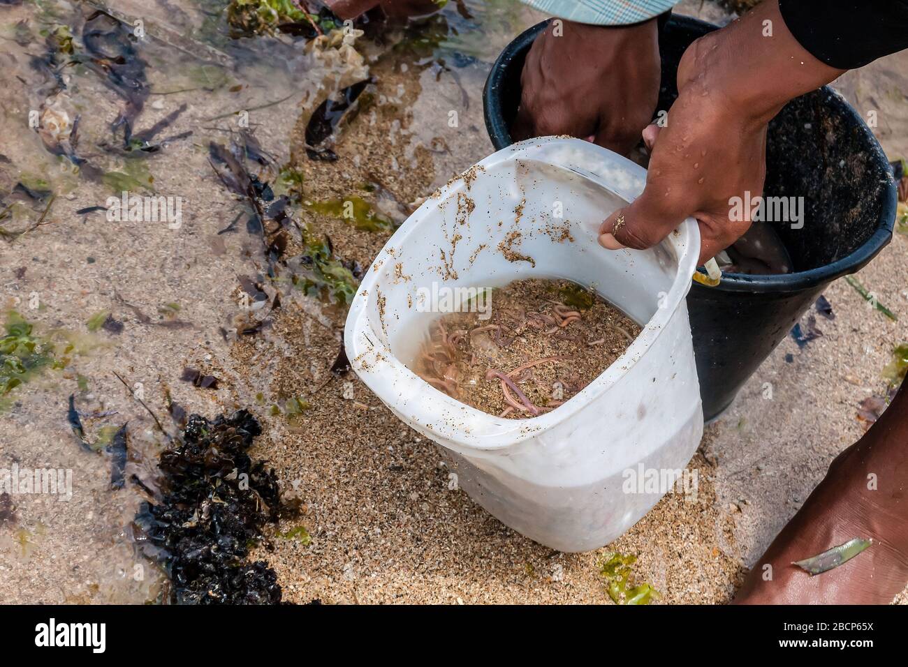 Wirbellose Meeresbewohner, die von einem Mann im Sand am Strand gesammelt werden. Bali, Indonesien Stockfoto