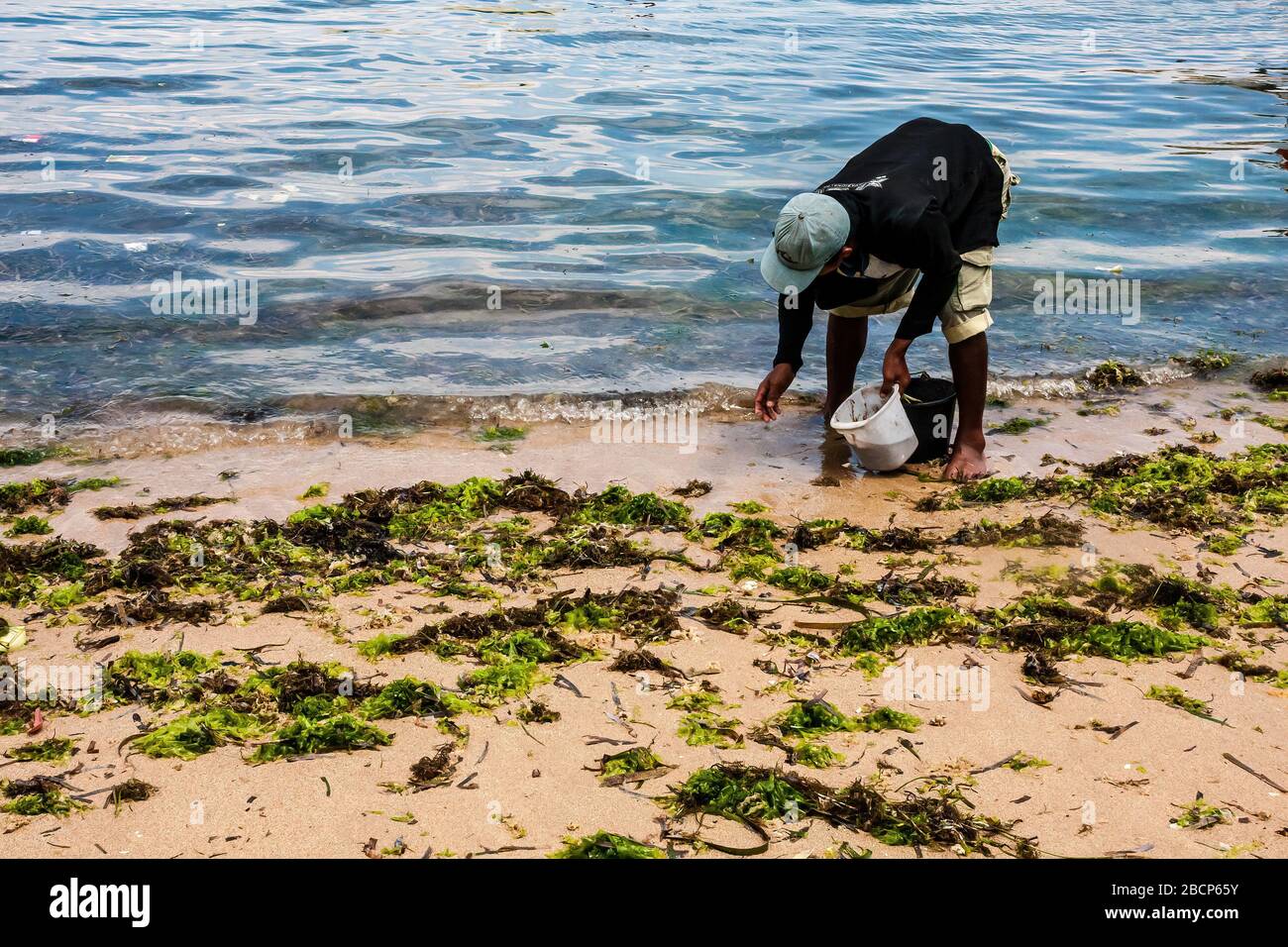 Ein Mann, der wirbellose Meerestiere im Sand an einem Strand in Bali, Indonesien, sammelt Stockfoto