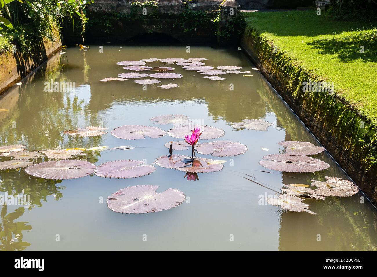 Ein Teich mit Seerosen im Taman-Ayun-Tempel, Bali, Indonesien Stockfoto