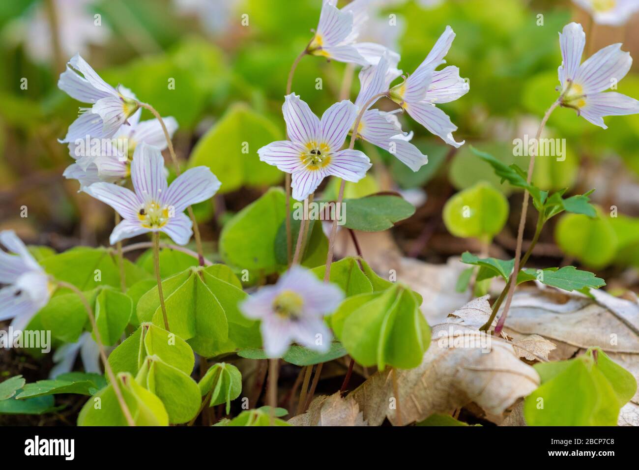 Oxalis acetosella (Holzsorrel oder gewöhnlicher Holzsorrel) Stockfoto