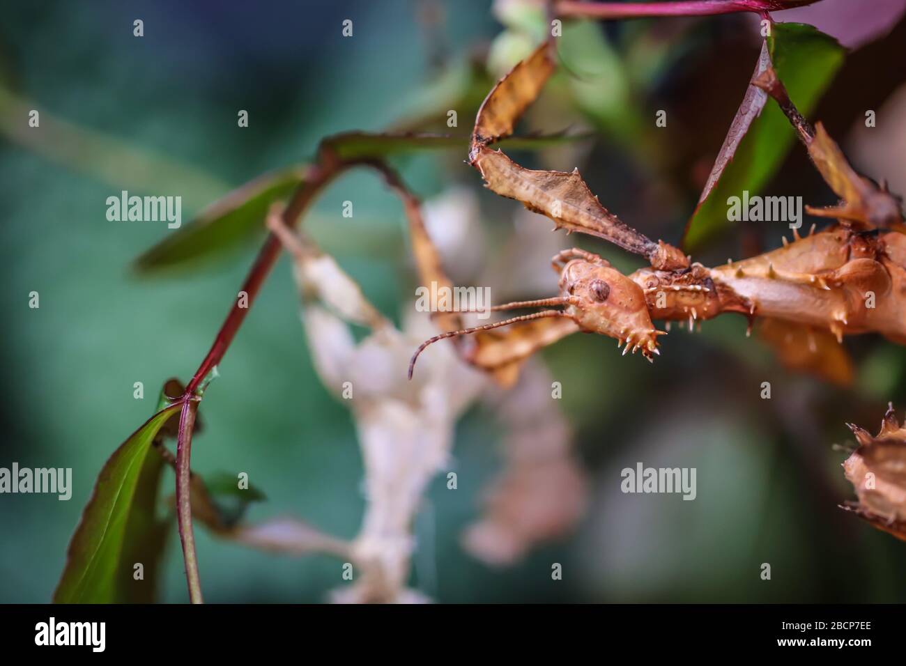 Einzelnes subadultes Weibchen des stacheligen Blattinsekts, lateinischer Name Extatosma tiaratum Stockfoto