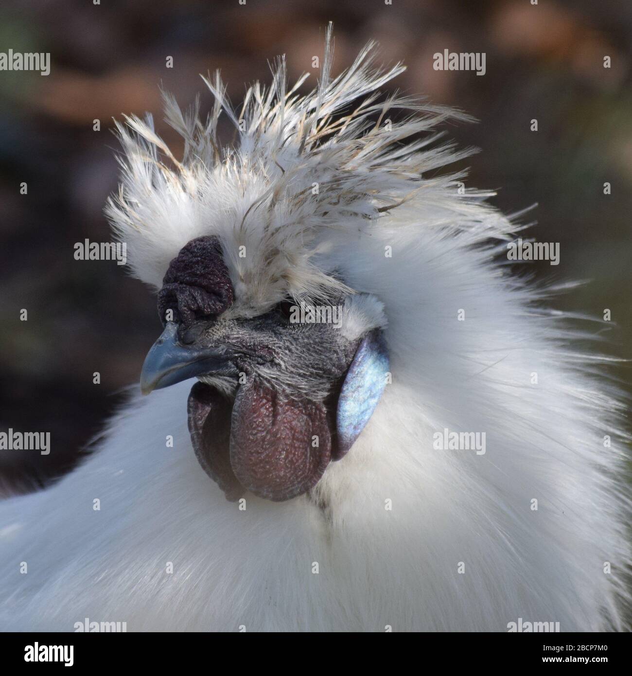 Ein männliches Silkie-Huhn Stockfoto