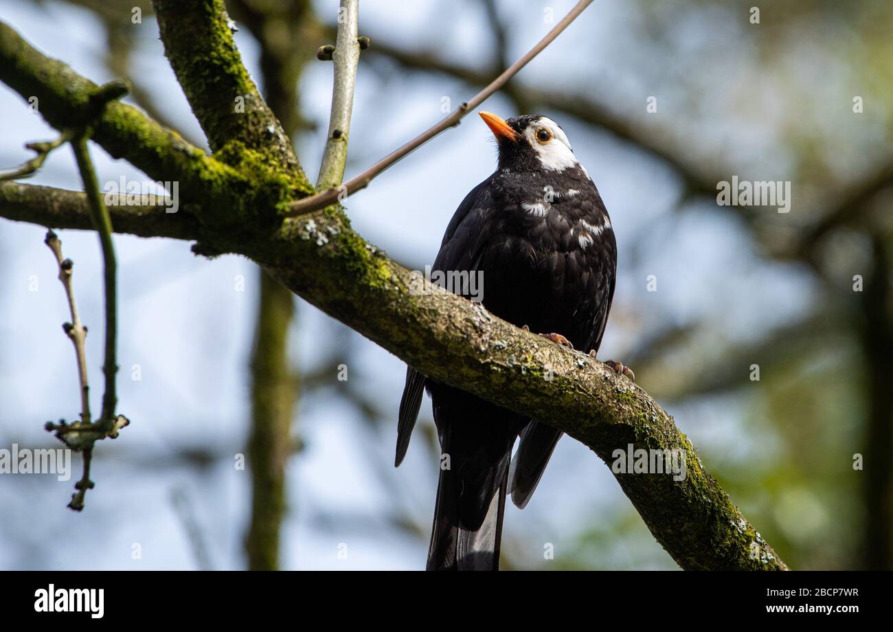 Preston, Lancashire, Großbritannien. April 2020. Ein Schwarzvogel mit attraktiven weißen Federn macht ihn in einem Garten, Preston, Lancashire, von der Menge abheben. Der männliche Schwarzvogel hat Leukismus, einen genetischen Zustand, der einen teilweisen Verlust der Pigmentierung zur Folge hat. Kredit: John Eveson/Alamy Live News Stockfoto