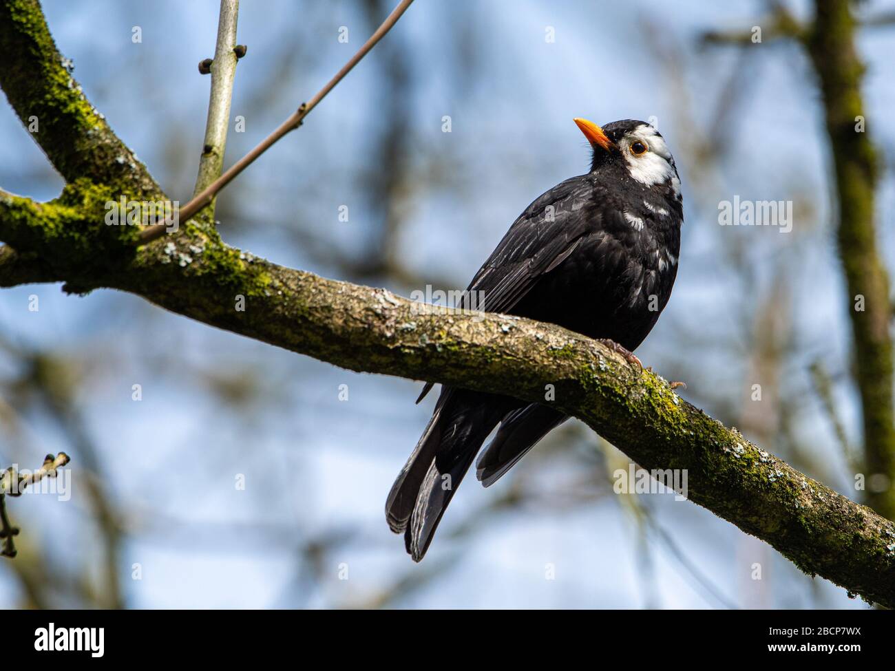 Preston, Lancashire, Großbritannien. April 2020. Ein Schwarzvogel mit attraktiven weißen Federn macht ihn in einem Garten, Preston, Lancashire, von der Menge abheben. Der männliche Schwarzvogel hat Leukismus, einen genetischen Zustand, der einen teilweisen Verlust der Pigmentierung zur Folge hat. Kredit: John Eveson/Alamy Live News Stockfoto