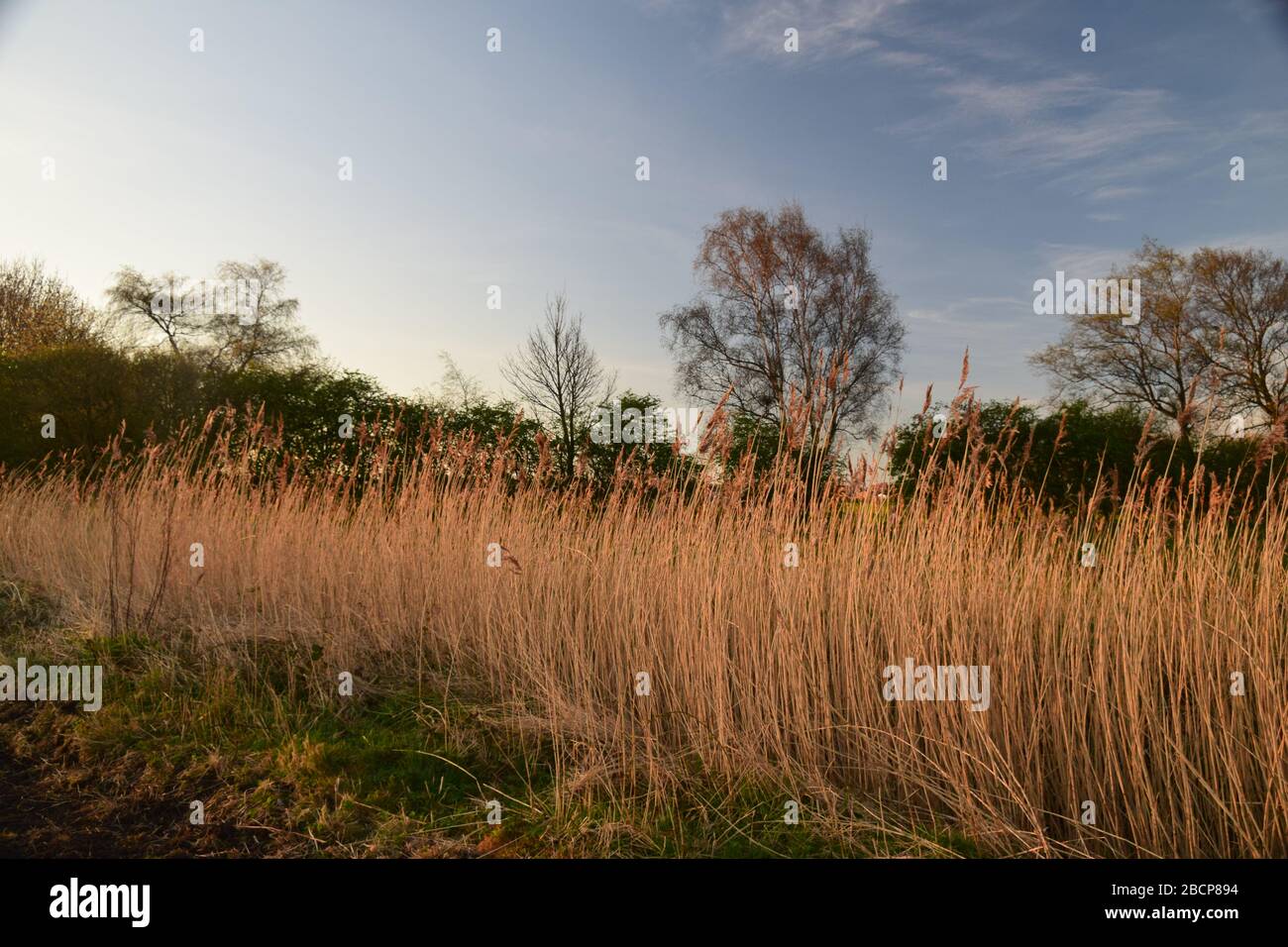 Common Reed (Phragmites australis) am Windle Brook Eccleston St Helens Merseyside England Stockfoto