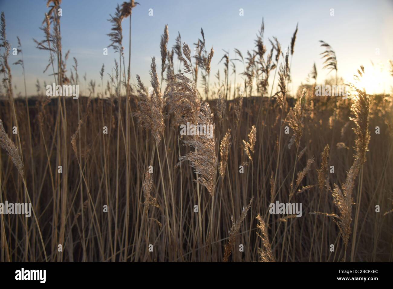 Common Reed (Phragmites australis) am Windle Brook Eccleston St Helens Merseyside England Stockfoto