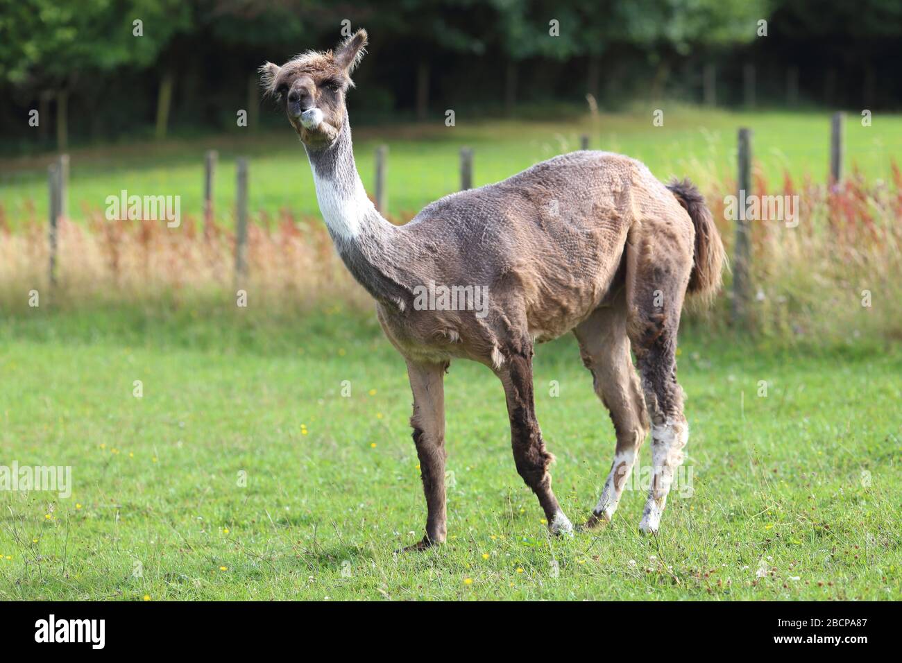 Llama in einem Feld, auf einem Bauernhof, Ewyas Harold, Herefordshire, England, Vereinigtes Königreich Stockfoto