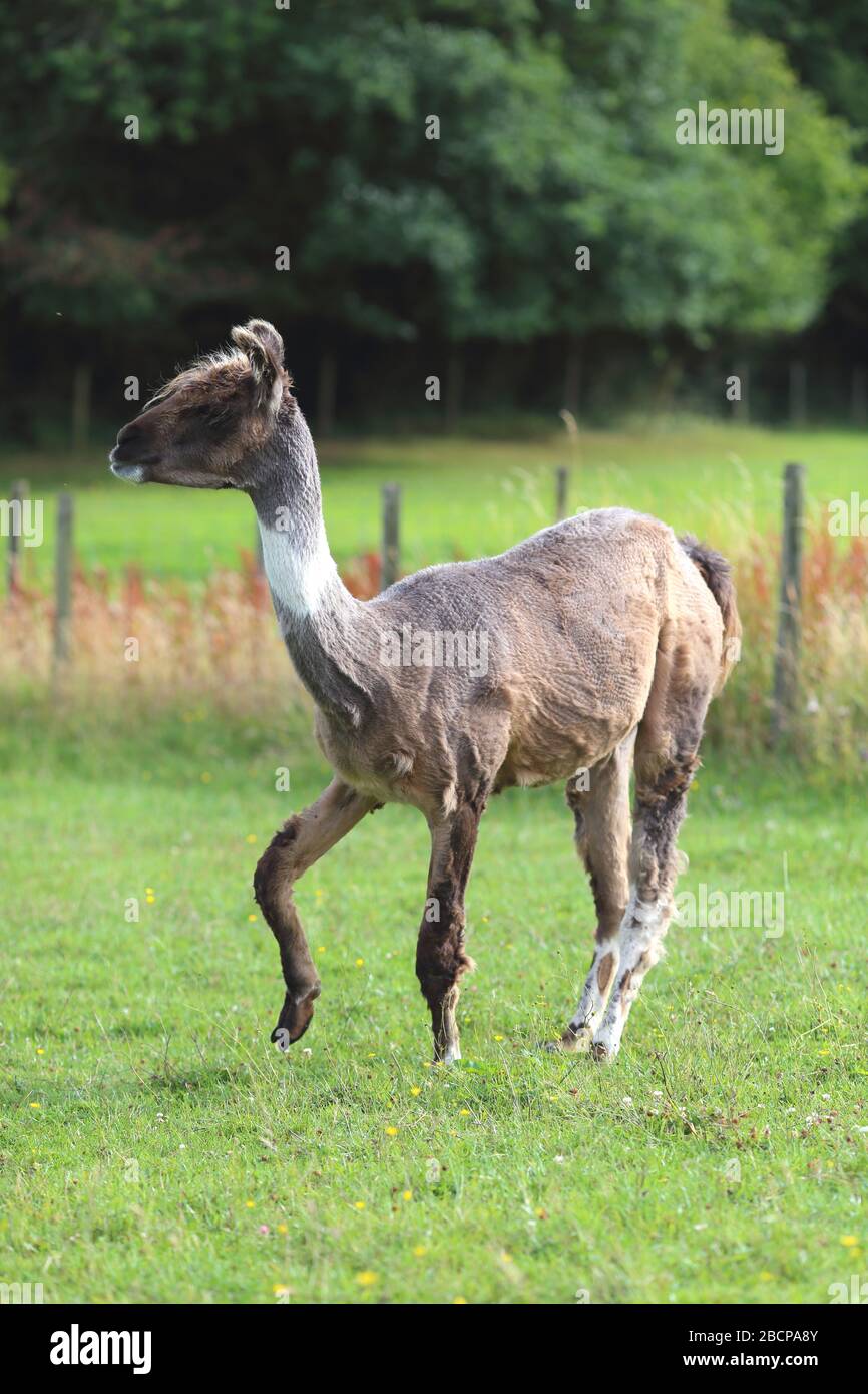 Llama in einem Feld, auf einem Bauernhof, Ewyas Harold, Herefordshire, England, Vereinigtes Königreich Stockfoto