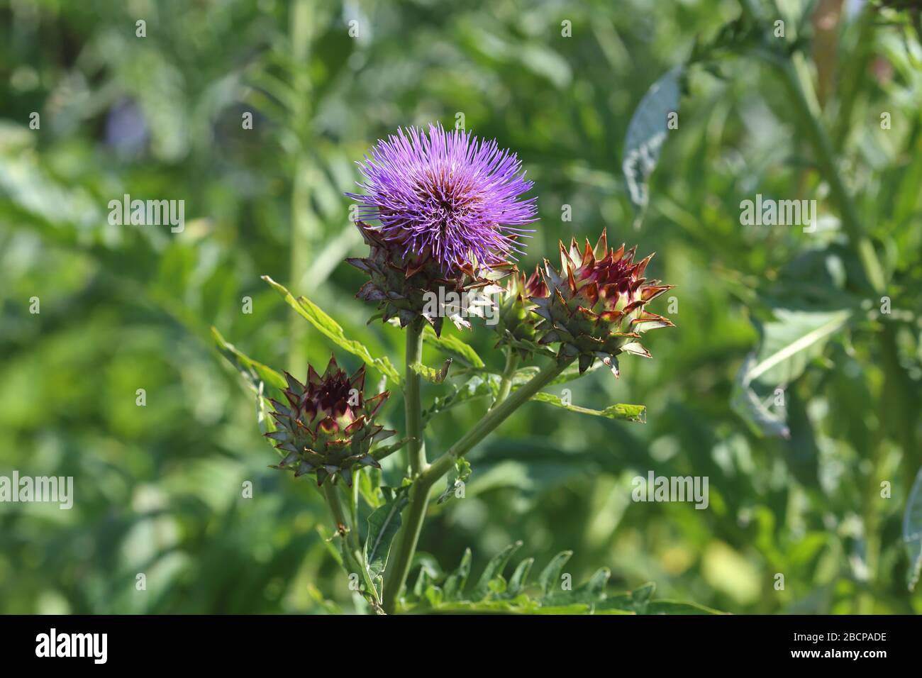 Cardoon wächst in einem Garten, Herefordshire, England, Großbritannien Stockfoto
