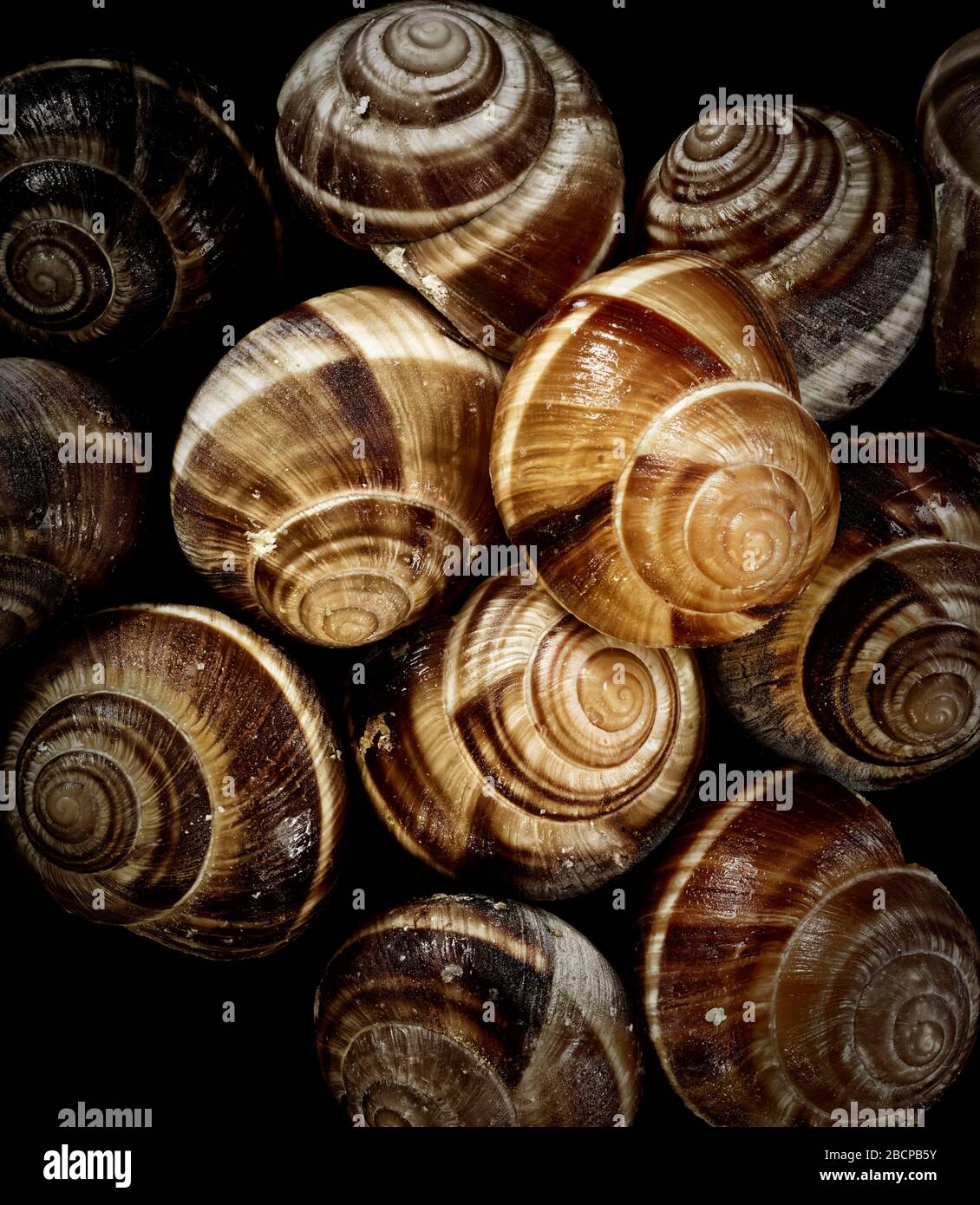 Escargots, essbare Landschnecken, Lebensmittel Stillleben Nahaufnahme Stockfoto