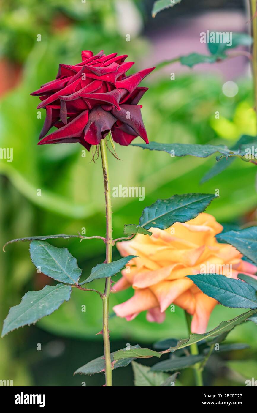 Rosen blühen an einem Busch im Garten an einem sonnigen Tag. Rotmagenta große Blume nah oben und verschwommener Hintergrund, vertikale Ansicht. Stockfoto