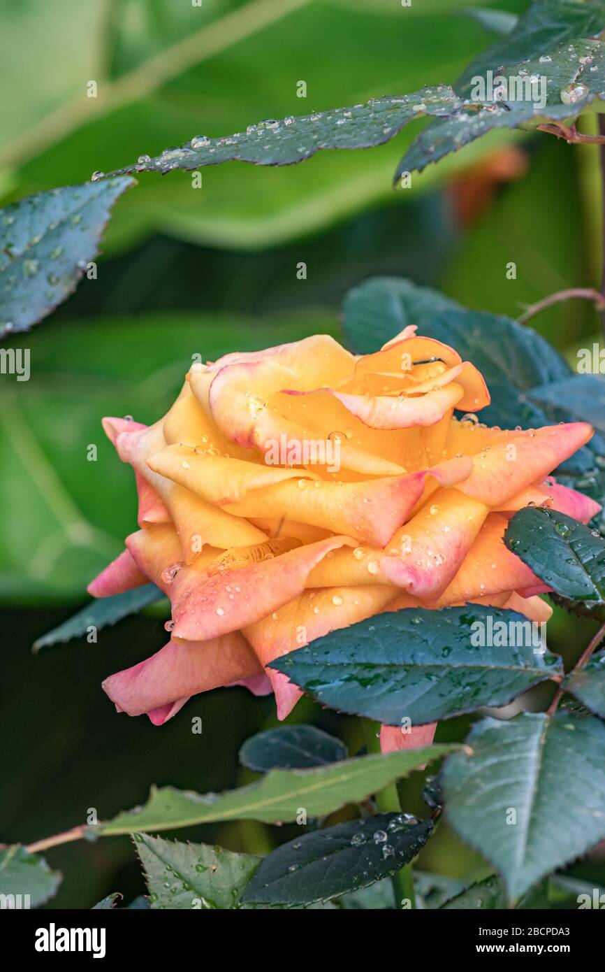 Rosen blühen am heißen Sommertag nach dem Regen auf einem Busch im Garten. Rotmagenta große Blume mit Regentropfen, umgeben von nassen grünen Blättern, nahe an A Stockfoto