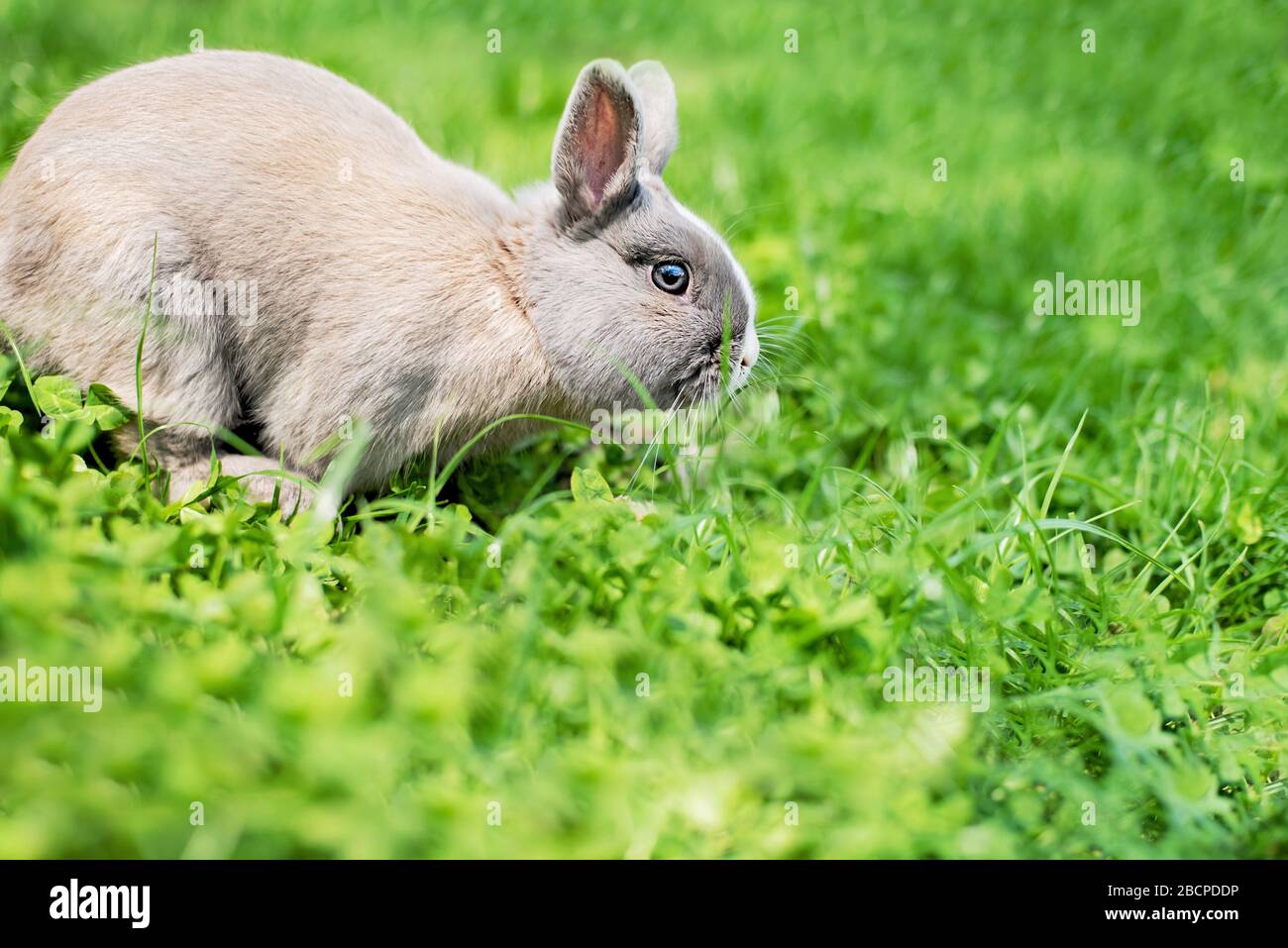 Dwarf rabbit young meadow Fotos und Bildmaterial in hoher Auflösung
