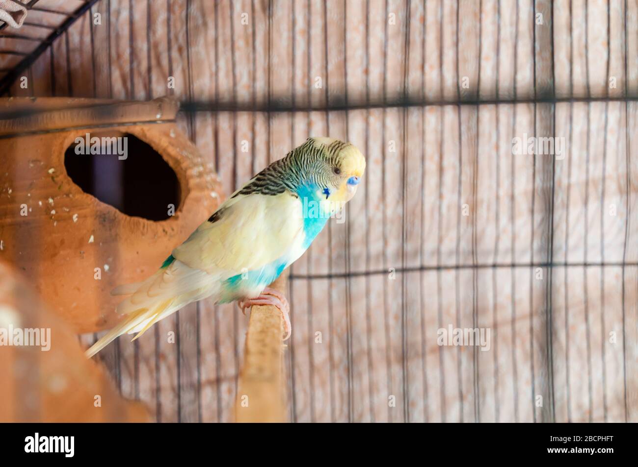 Eine schöne Vogelszene Pakistans Stockfoto
