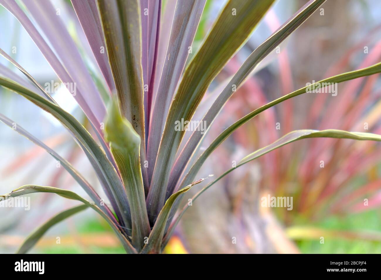 Phormium-Abendglow Stockfoto