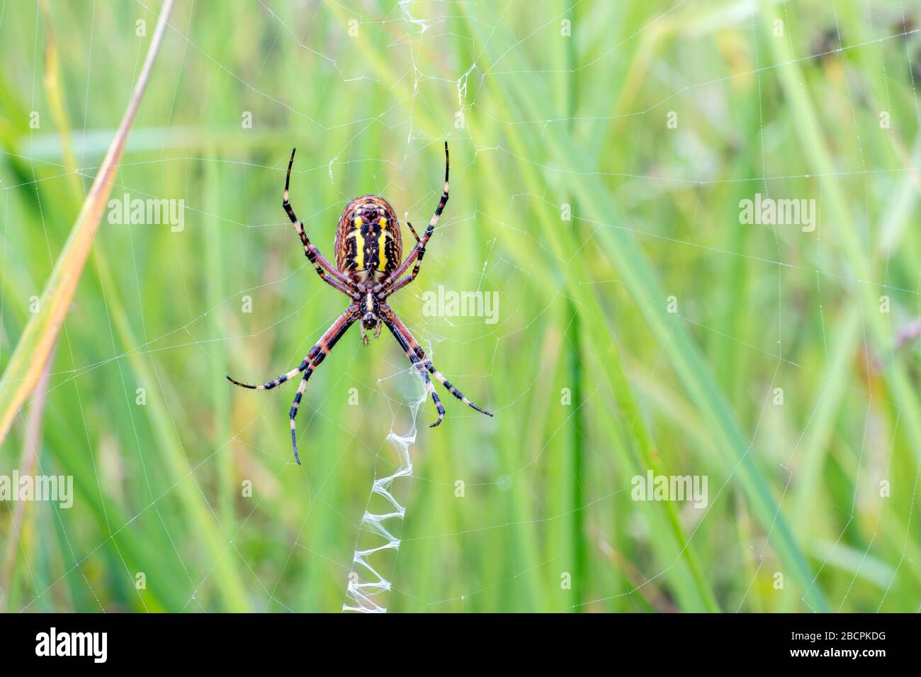 Ein wilder Spider - Argiope bruennichi im Web vor dem Hintergrund grüner Wiesen. Stockfoto
