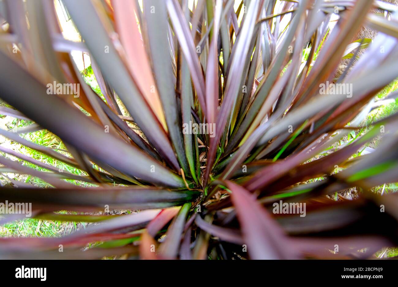Phormium Stockfoto