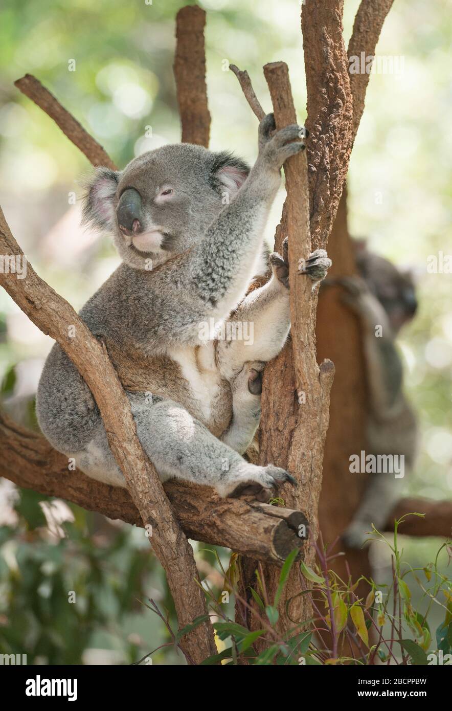 Koala sitzt auf Eukalyptus-Baumzweig, Brisbane, Queensland, Australien Stockfoto