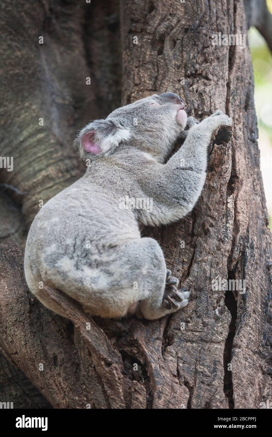 Koala (Phascolarctos Cinereous) ruht auf einem Baum, Brisbane, Queensland, Australien Stockfoto