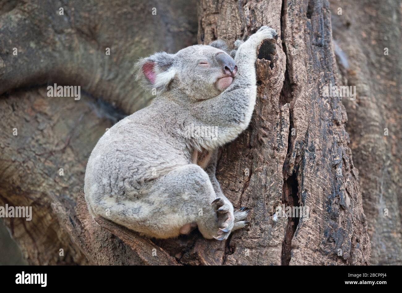 Koala (Phascolarctos Cinereous) ruht auf einem Baum, Brisbane, Queensland, Australien Stockfoto