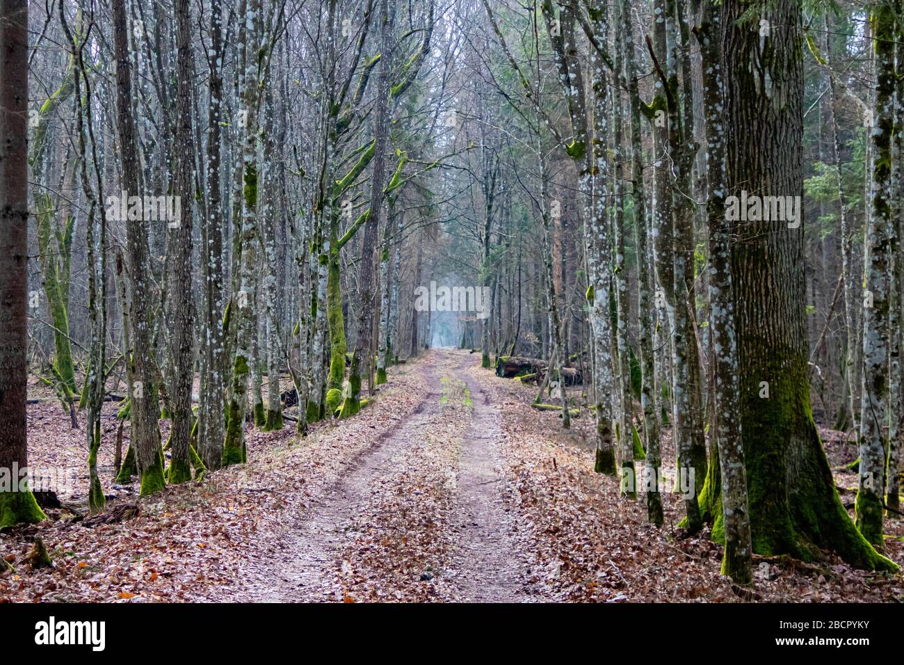 Ein Pfad durch eine Allee von Bäumen in tiefen Wald, Licht am Ende des Tunnels von Bäumen geben Hoffnung für die depressive Stimmung, herbstliche Atmosphäre Stockfoto