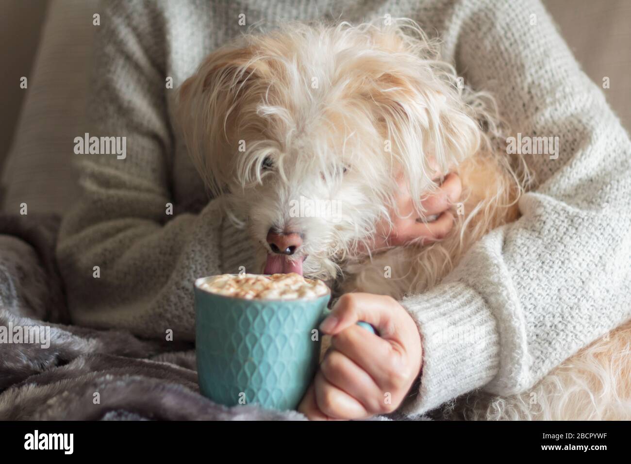 Frau, die einen Becher mit heißem Getränk mit Schlagsahne und lustigen Hund  hält, der die Creme leckt Stockfotografie - Alamy