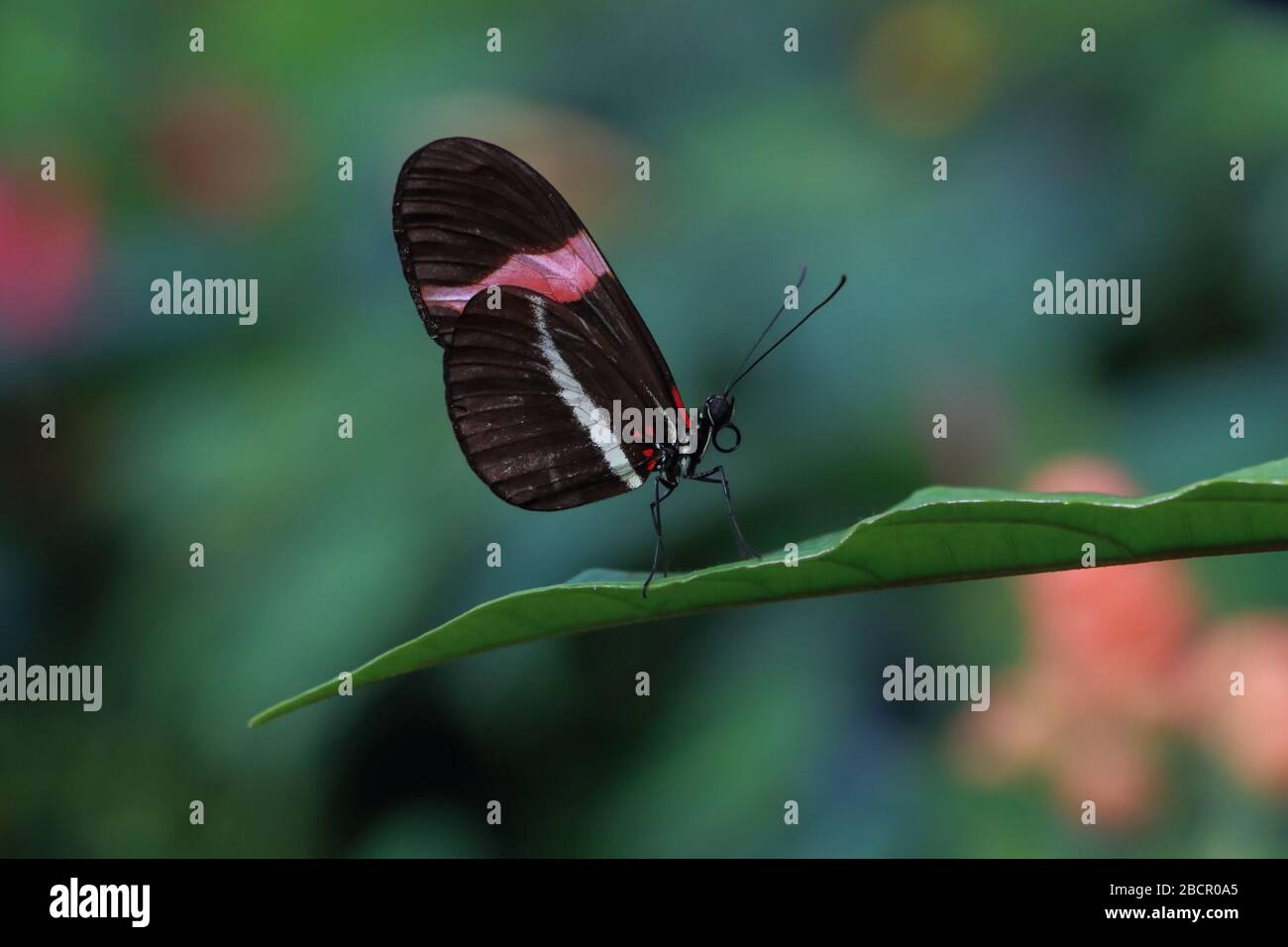 Nahaufnahme des Heliconius-Schmetterlings auf Blatt mit buntem Bokeh dahinter Stockfoto