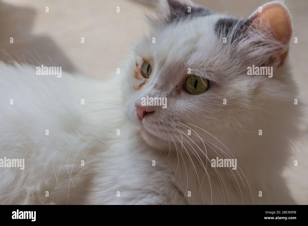 Katze liegt auf dem Boden und schaut auf etwas. Hochformat, Hintergrund, Nahaufnahme. Stockfoto