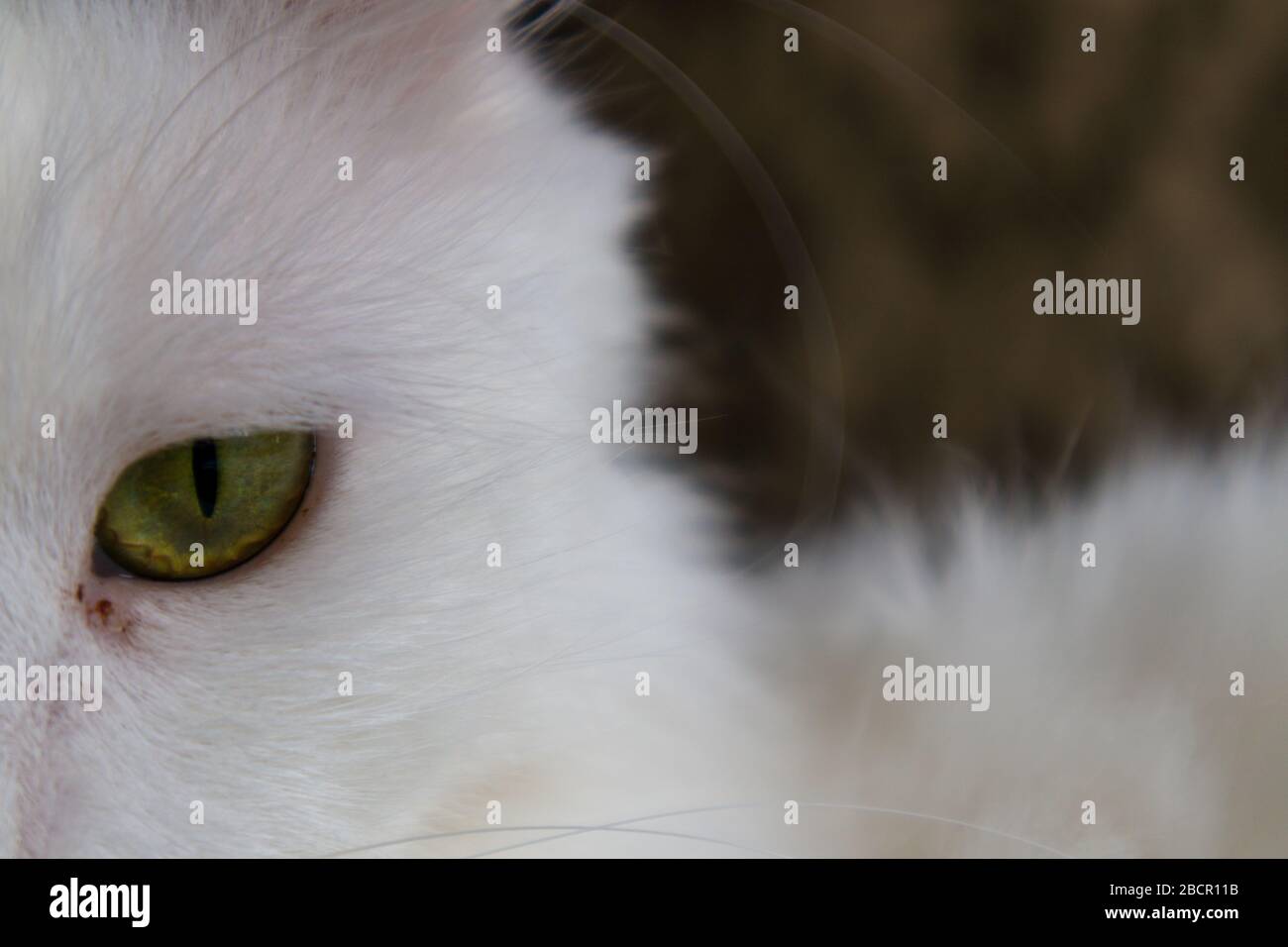 Auge der Katze sehen ernst. Porträt, Hintergrund, Unschärfe, Nahaufnahme. Stockfoto