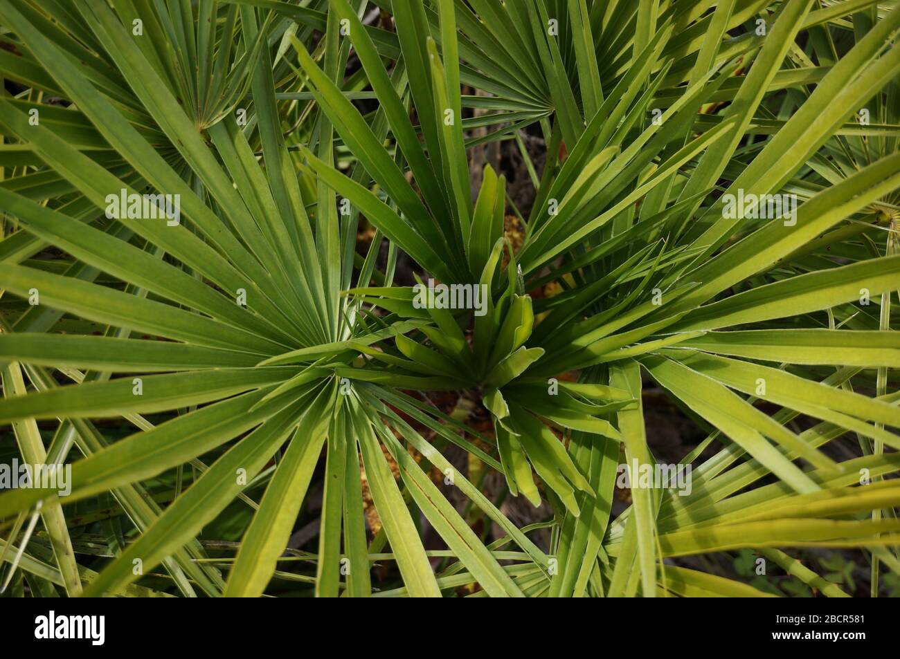 Dominierende Farbe grün Stockfoto