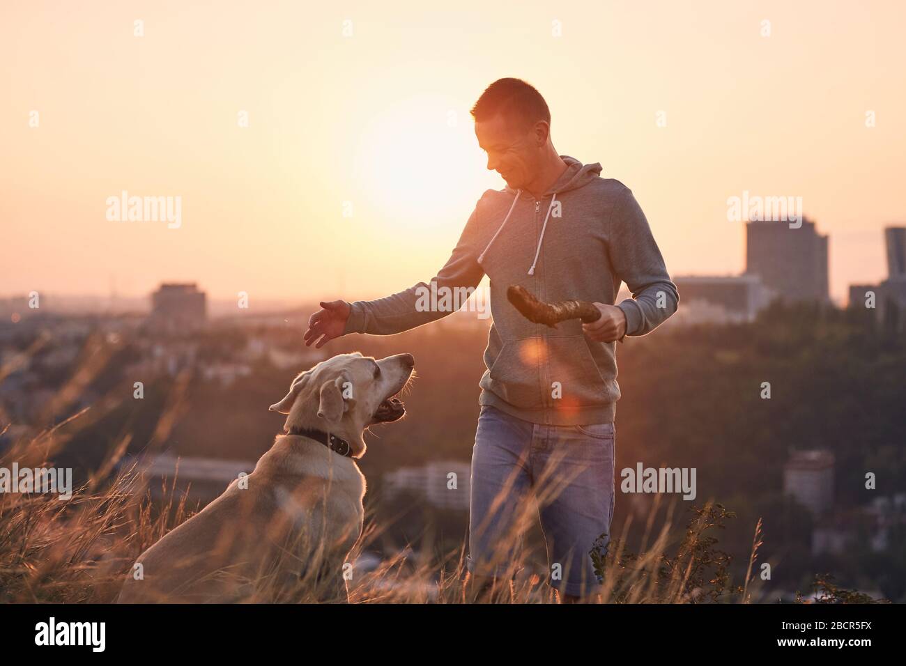 Besitzer des Tieres, der seinen Hund praktiziert. Junger Mann und Labrador gelauften bei Sonnenaufgang auf der Wiese. Stockfoto