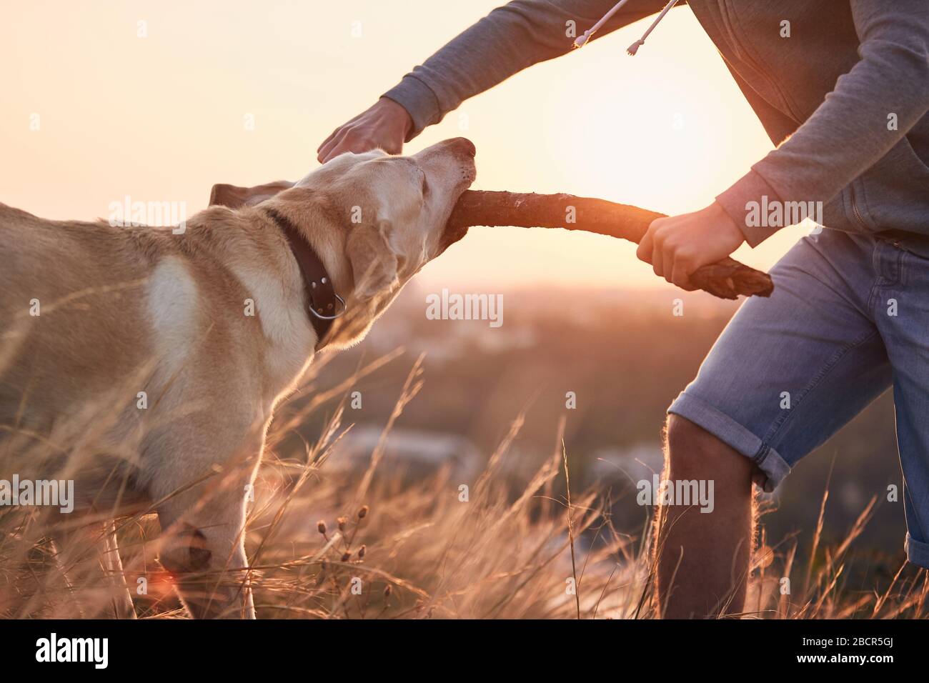 Besitzer des Tieres, der seinen Hund praktiziert. Junger Mann und Labrador gelauften bei Sonnenaufgang auf der Wiese. Stockfoto
