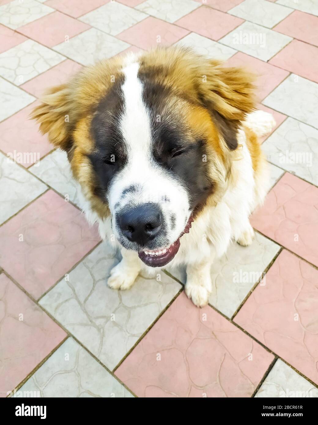 Moskau Wache Hund braune Farbe. Haustier. Flauschig und schöner Hund  Stockfotografie - Alamy