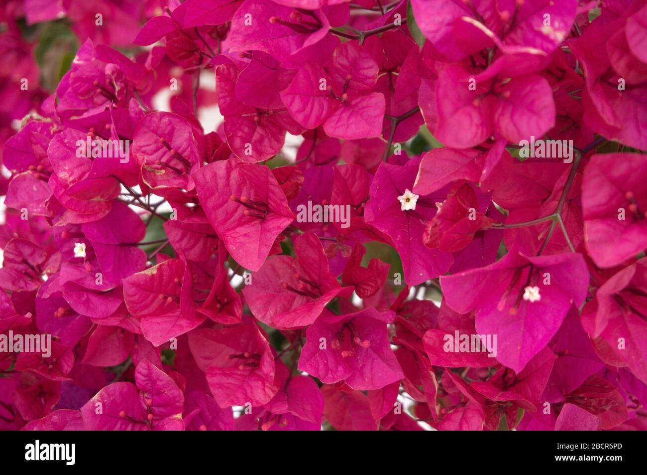 Dominierende Farbe fuchsia Stockfoto