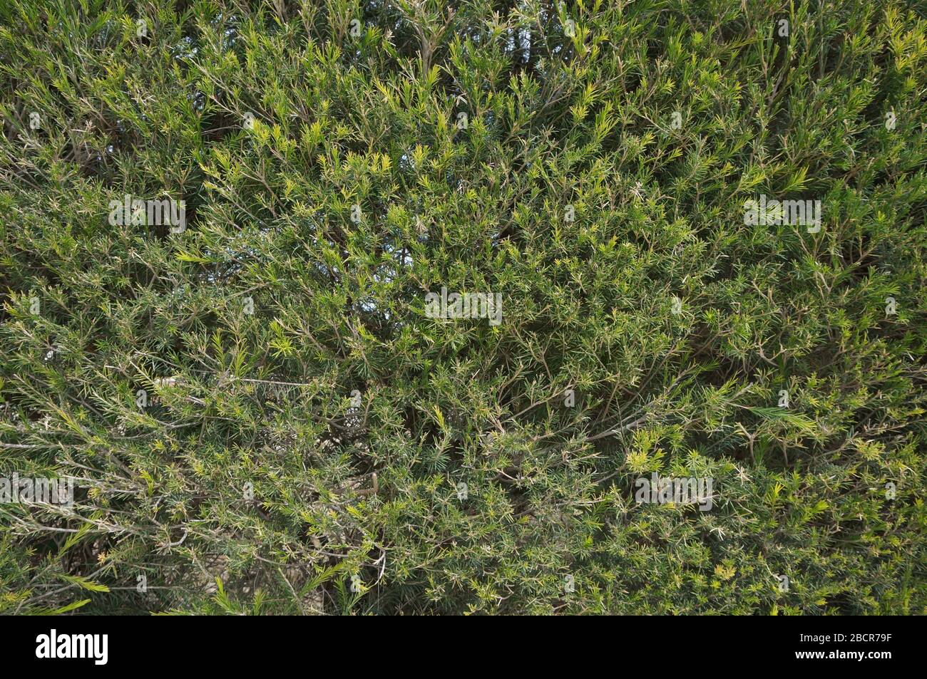 Dominierende Farbe grün Stockfoto