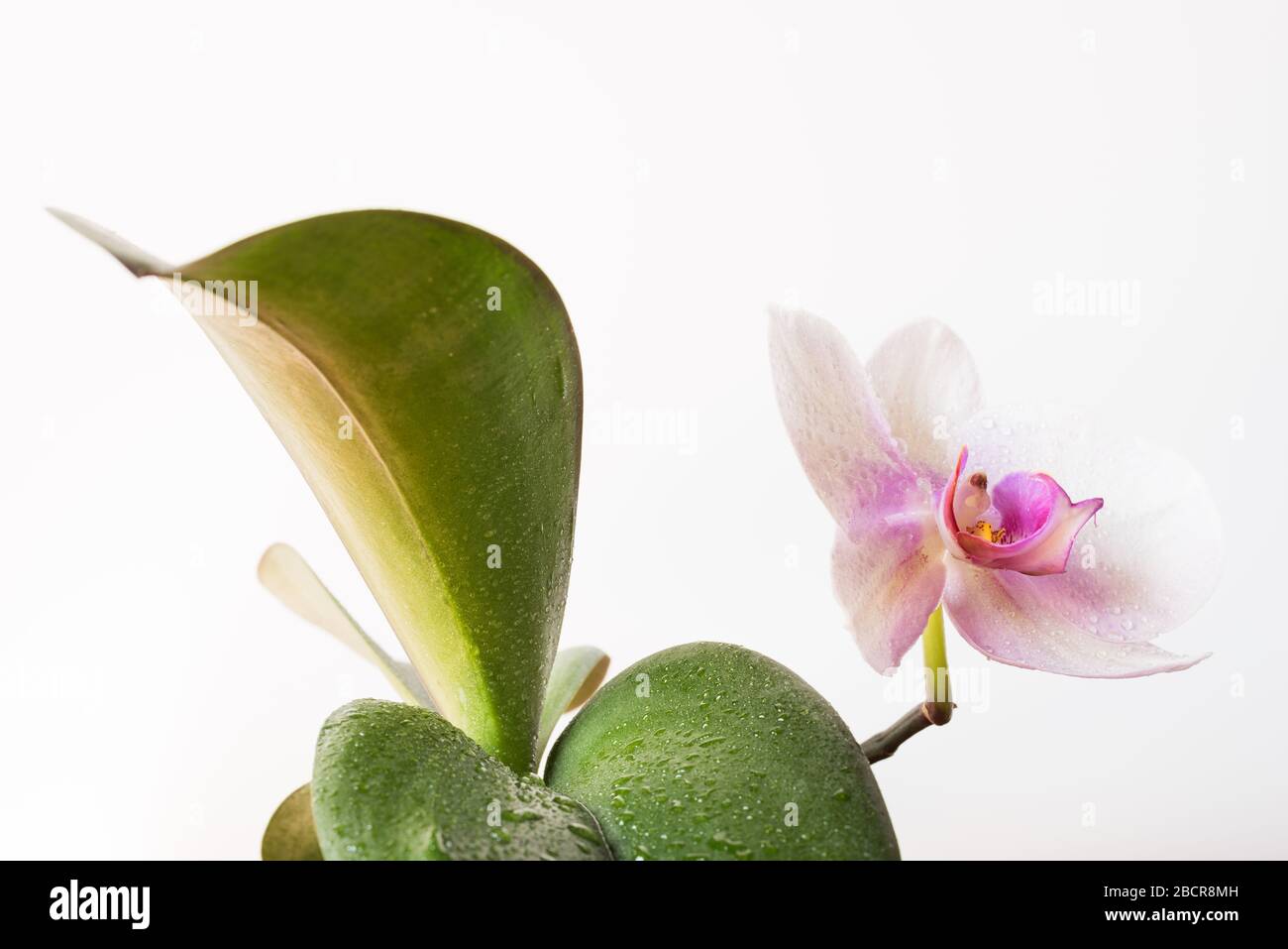 Weiße Orchideenblume isoliert. Weißer minimaler floraler Hintergrund mit Kopierfläche. Einfachheit. Stockfoto