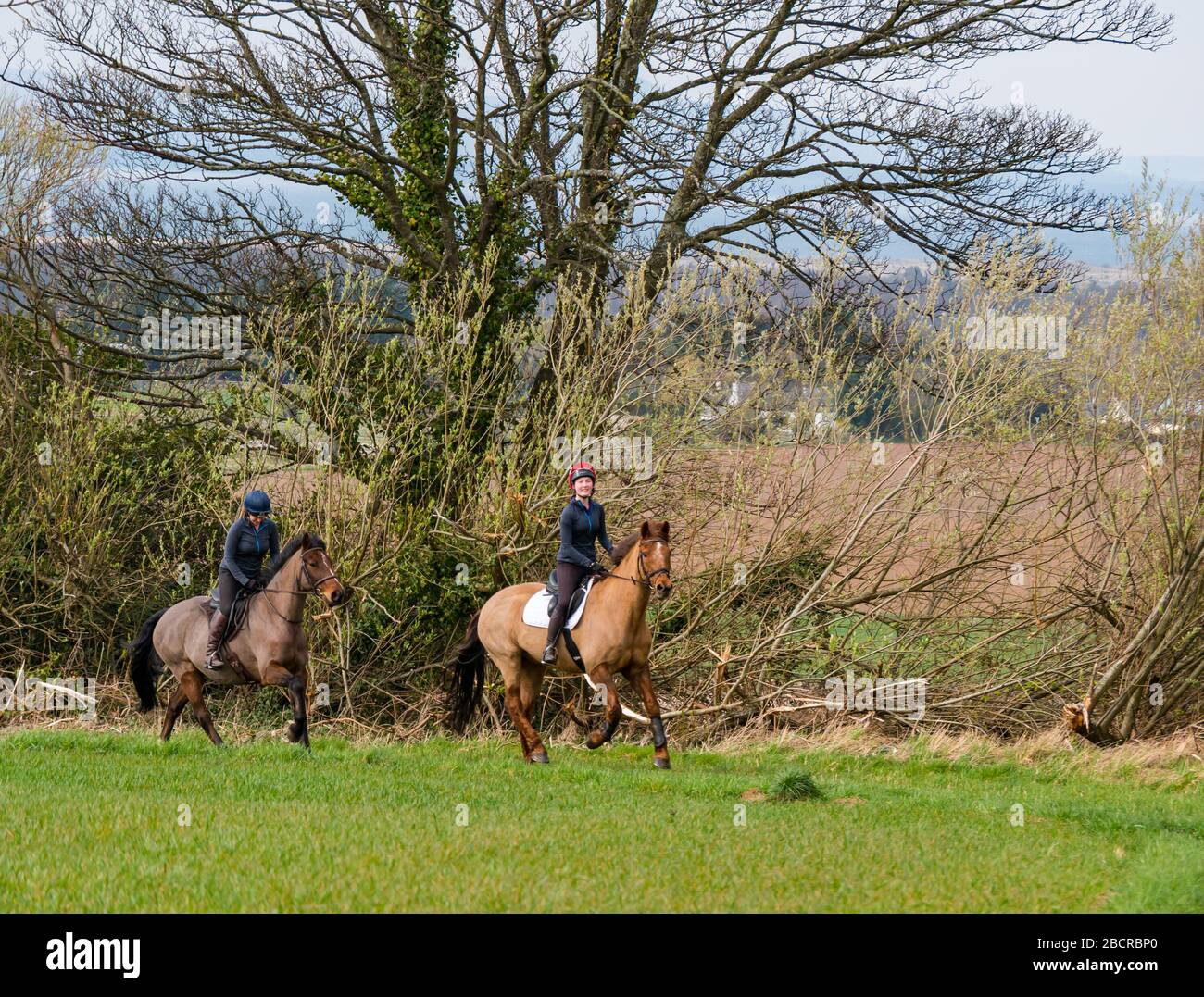 Galoppierende Pferde Stockfotos Und Bilder Kaufen Alamy