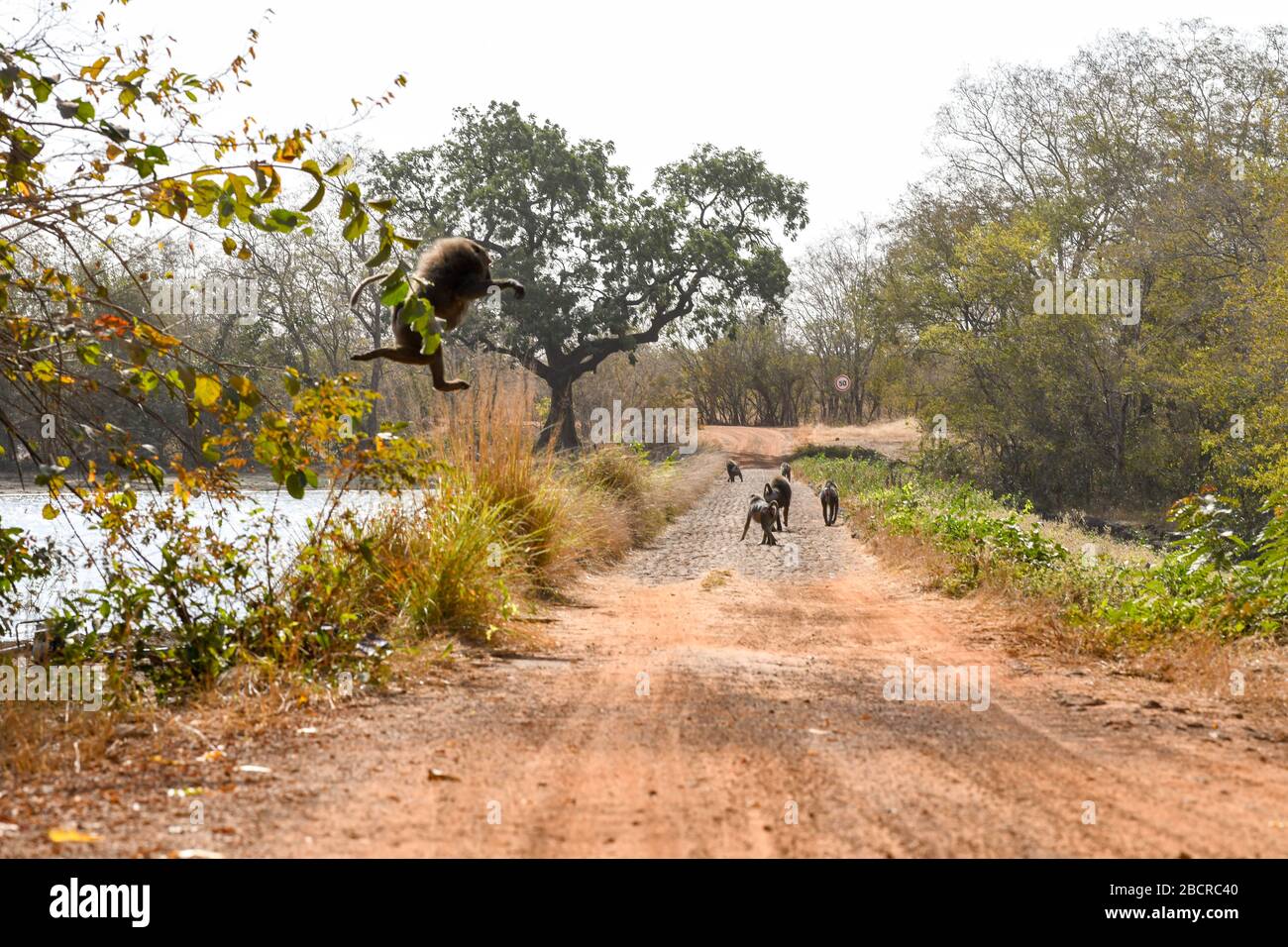 Afrika, Westafrika, Burkina Faso, Region Pô, Nationalpark Nazinga. Ein Affe springt von einem Baum Stockfoto