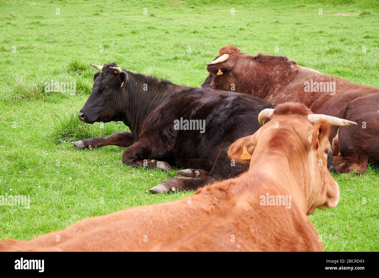 Kühe, die auf einer Wiese ruhen, Castro Urdiales, kantabrien, Spanien, Europa Stockfoto