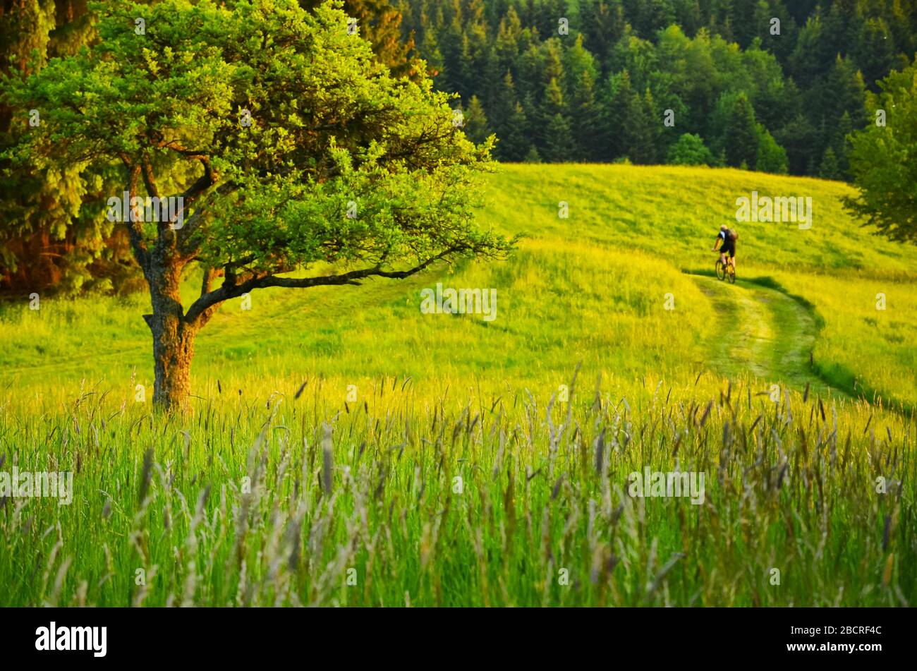 Radtour mit dem Fahrrad in schöner Quellwiese. Grünes Hintergrundbild Stockfoto