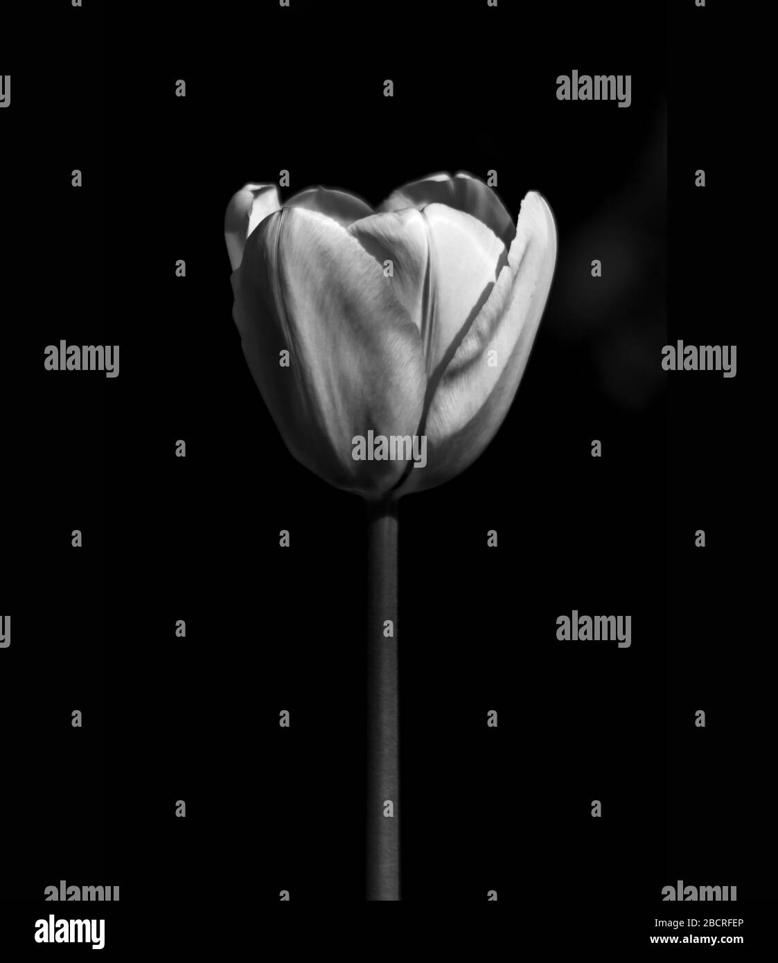 Einzelne Tulpen blühen in Schwarzweiß Stockfoto