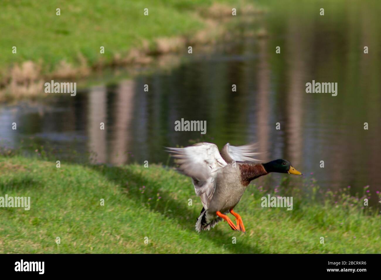 Eine mallardische Ente, die im grünen gras floridas fliegt und landet Stockfoto