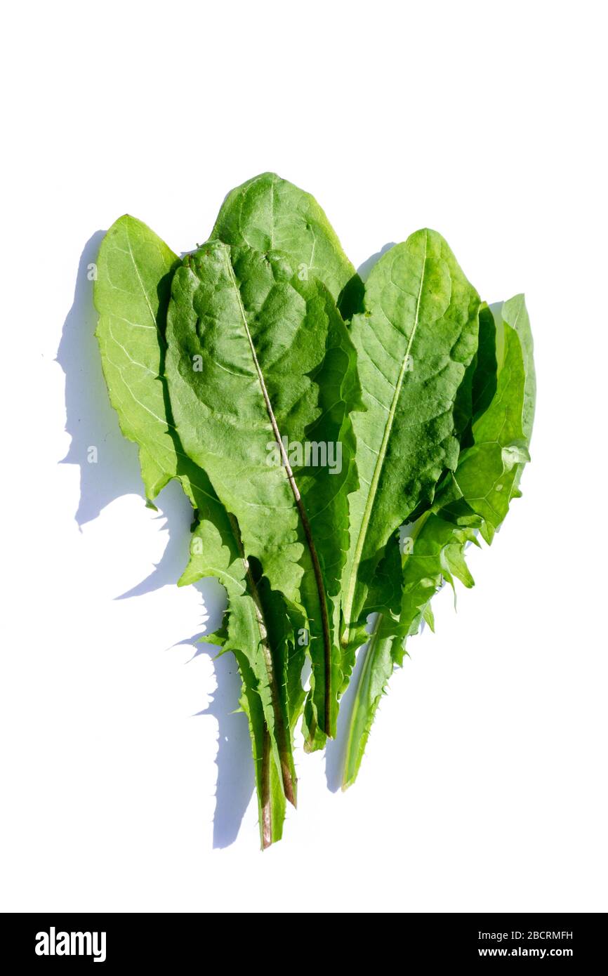 Löwenblatt isoliert auf weißem Grund Stockfoto