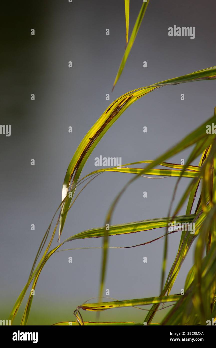 Im Sonnenblatt oder in den Palmetto-Blättern gebräunt Stockfoto
