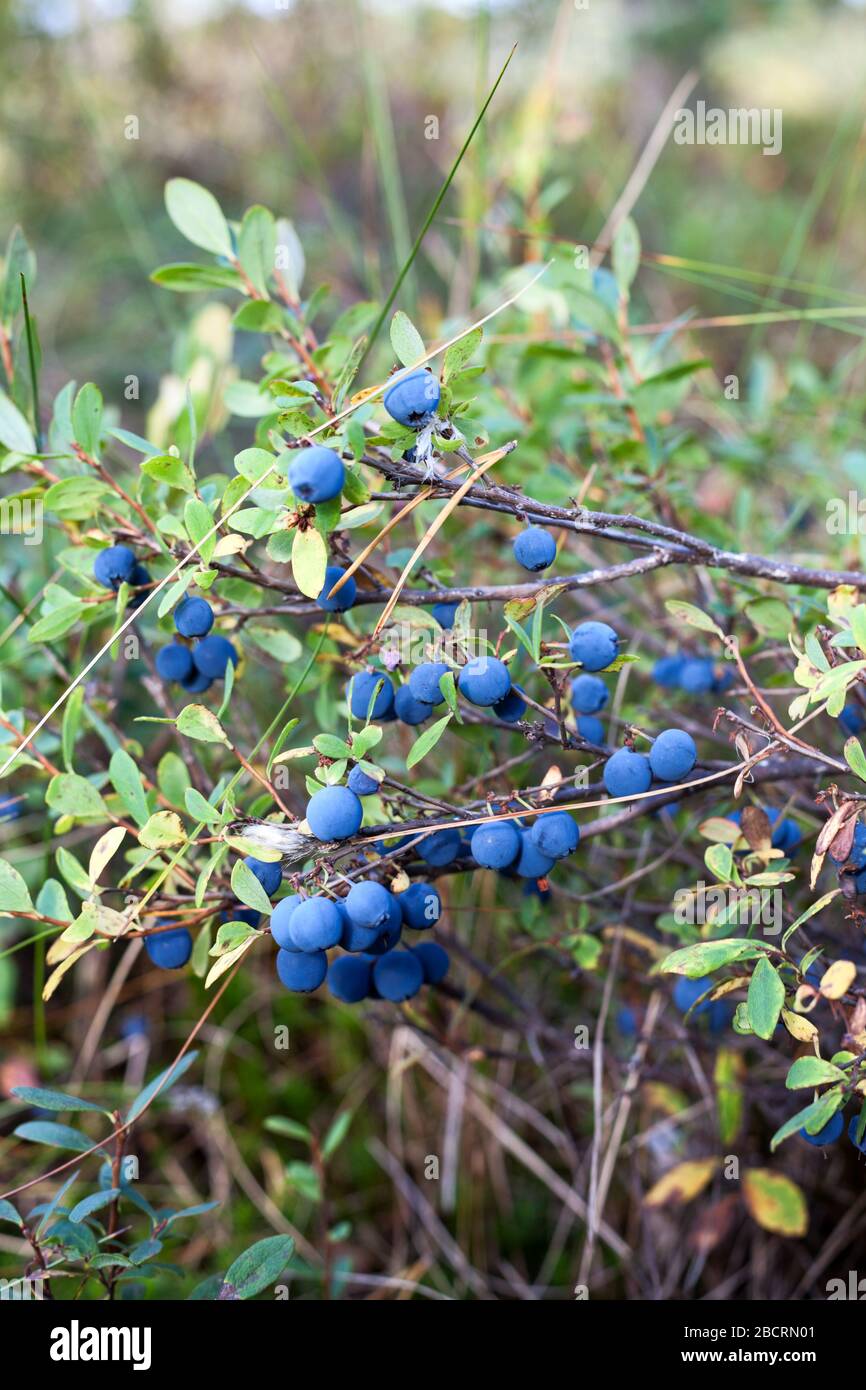 Wilder Sumpf Blaubeersträucher wachsen in Feuchtgebieten von Karelien Stockfoto