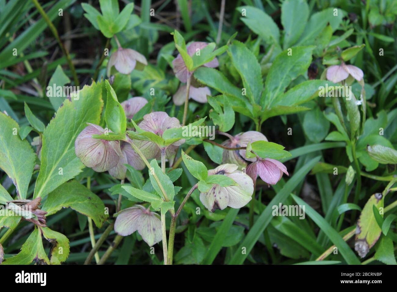 Blass rosa Blüten mit Laub Stockfoto