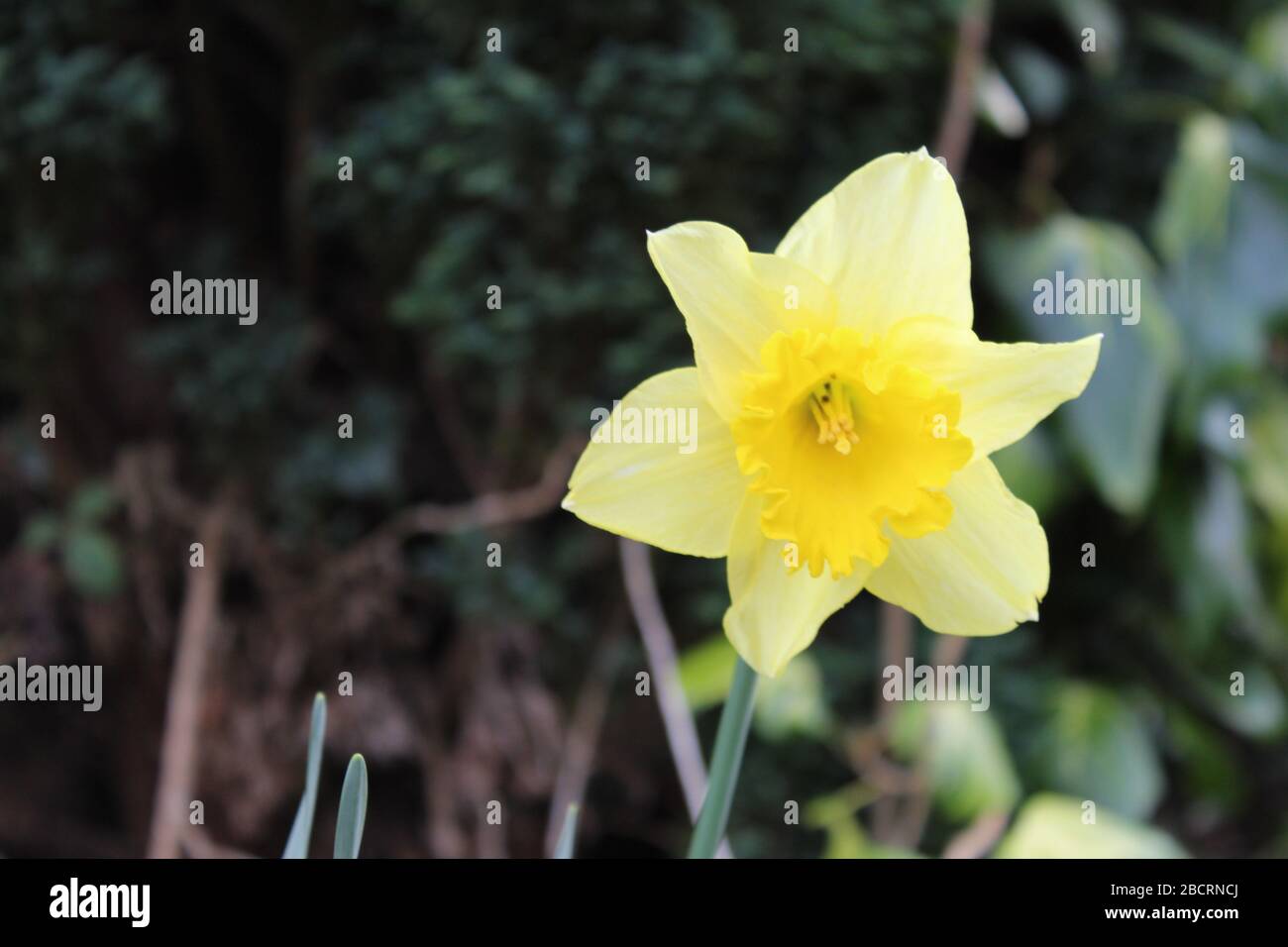 Nahaufnahme einer gelben Narzisse (Narcissus) Stockfoto