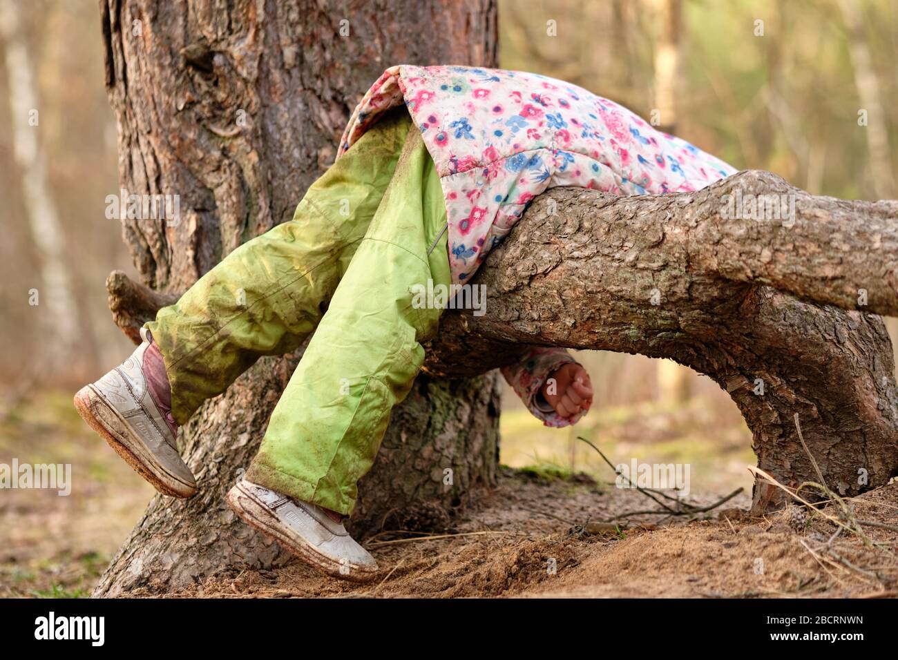 4 Jahre altes kaukasisches Kindermädchen in warmer Kleidung, das zu Beginn des Frühlings im März in G über einer großen freigelegten Wurzel eines Kiefernbaums im Wald hängt Stockfoto